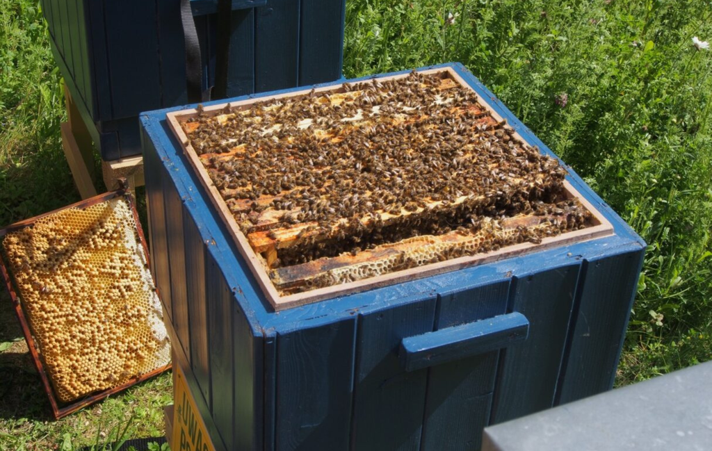 A close-up of the interior of a hive and the bees inside it