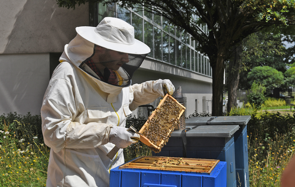A beekeeper carefully examines honeycombs