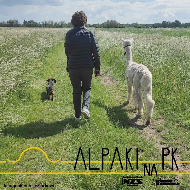 Plakat akcji "Alpaki na PK"